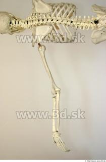 Skeleton poses 0012