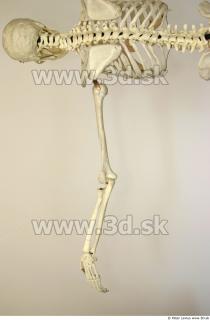 Skeleton poses 0013