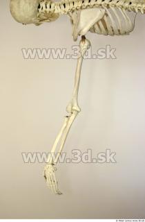 Skeleton poses 0014
