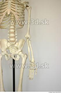 Skeleton poses 0015