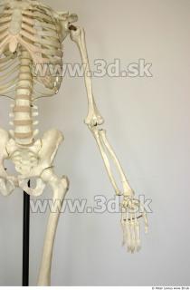 Skeleton poses 0016