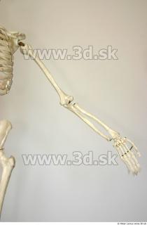 Skeleton poses 0018