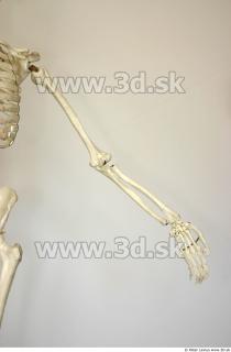 Skeleton poses 0019