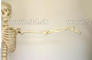 Skeleton poses 0023