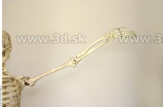 Skeleton poses 0025
