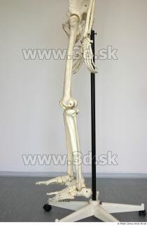Skeleton poses 0026