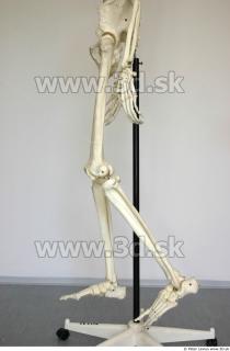 Skeleton poses 0027