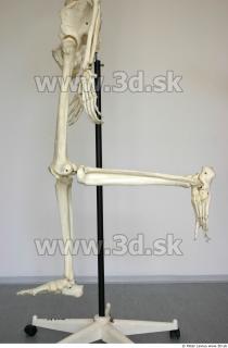 Skeleton poses 0029