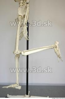 Skeleton poses 0030