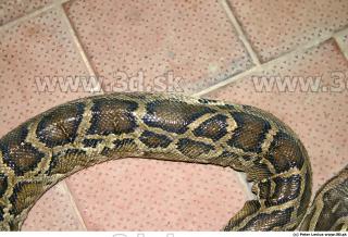 Snake 0026