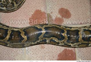 Snake 0028