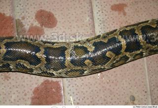 Snake 0029