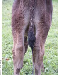 Tail Calf