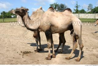 Camel 0001