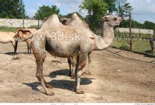 Camel 0003