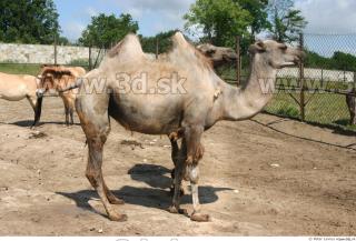 Camel 0005