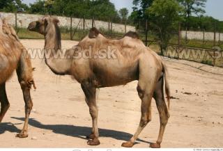 Camel 0019