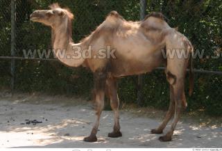 Camel 0020