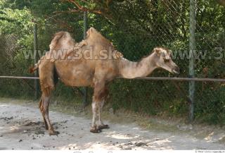 Camel 0023