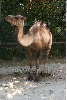 Camel 0025