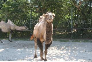 Camel 0028