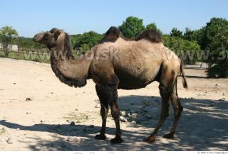 Camel 0029
