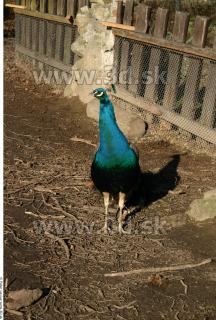 Peacock 0008