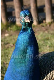 Peacock 0010