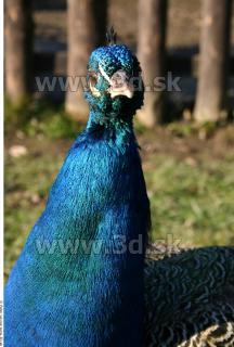 Peacock 0011