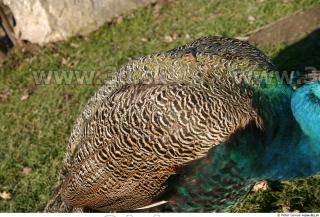 Peacock 0015