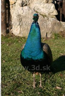 Peacock 0019