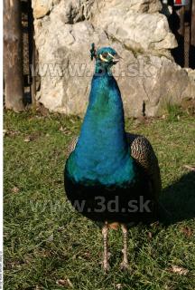 Peacock 0020