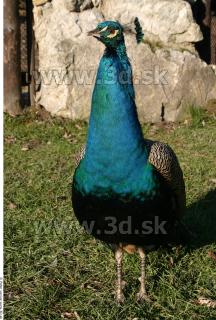 Peacock 0021