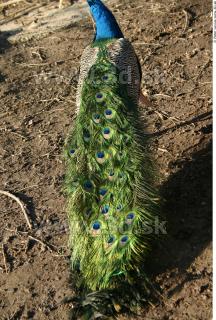 Peacock 0023
