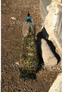 Peacock 0024