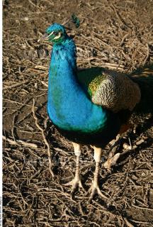 Peacock 0028