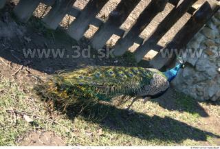 Peacock 0030