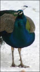 Peacock poses