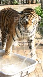 Tiger poses II
