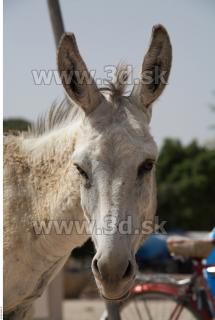 Donkey # 2