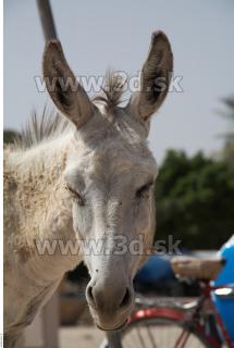 Donkey # 2