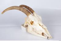 Skull goat 0021
