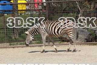 Zebra 0010