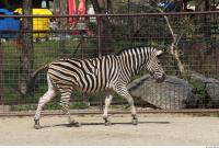 Zebra 0050