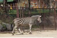 Zebra 0051