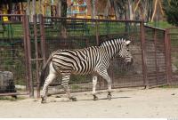 Zebra 0052