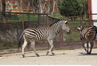 Zebra 0054