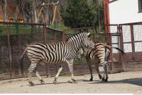 Zebra 0055