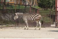Zebra 0057