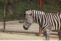 Zebra 0058